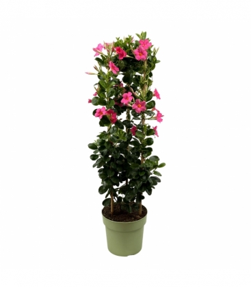 Mandevilla