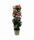 Mandevilla