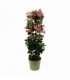 Mandevilla