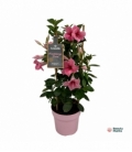 Mandevilla