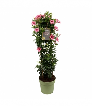 Mandevilla