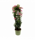 Mandevilla