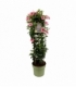 Mandevilla