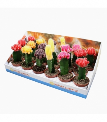 Gymnocalycium