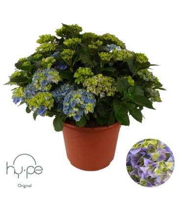Hydrangea