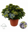 Hydrangea