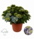 Hydrangea