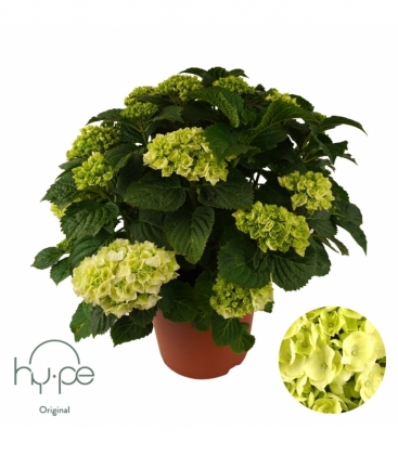 Hydrangea
