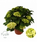Hydrangea