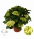 Hydrangea