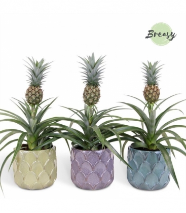 Ananas