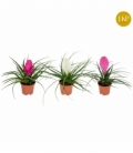Tillandsia