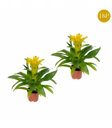 Guzmania
