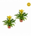 Guzmania