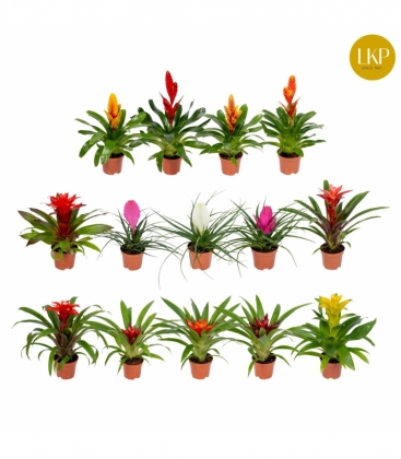 Bromelia