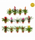 Bromelia