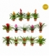 Bromelia