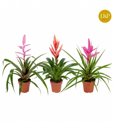 Tillandsia
