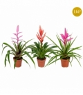Tillandsia