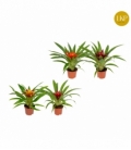 Guzmania