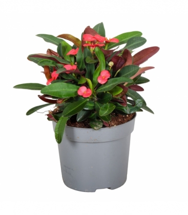 Euphorbia