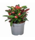 Euphorbia