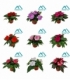 Impatiens