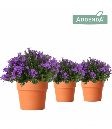 Campanula