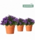 Campanula