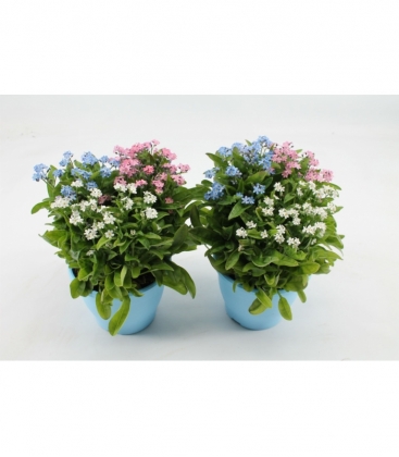 Myosotis