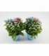 Myosotis