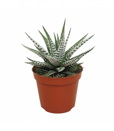 Haworthia