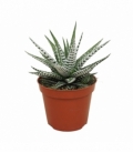 Haworthia