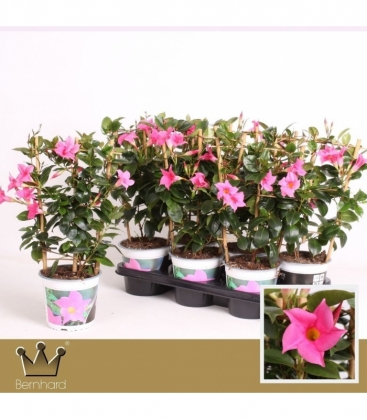 Mandevilla