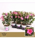 Mandevilla