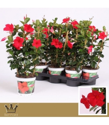 Mandevilla