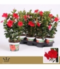 Mandevilla