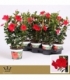 Mandevilla