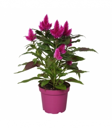 Celosia