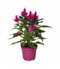 Celosia