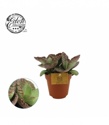 Kalanchoe