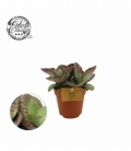Kalanchoe