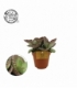 Kalanchoe