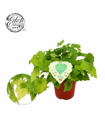 Tolmiea