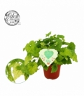 Tolmiea