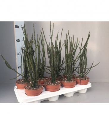 Euphorbia