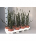 Euphorbia