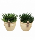 Agave