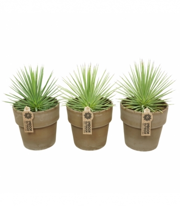 Agave