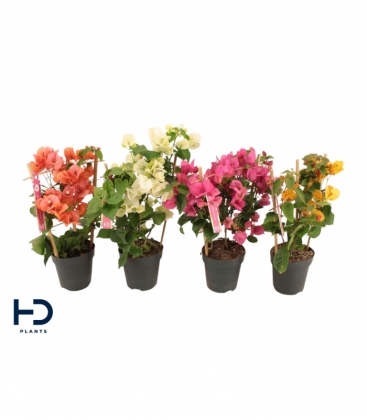 Bougainvillea